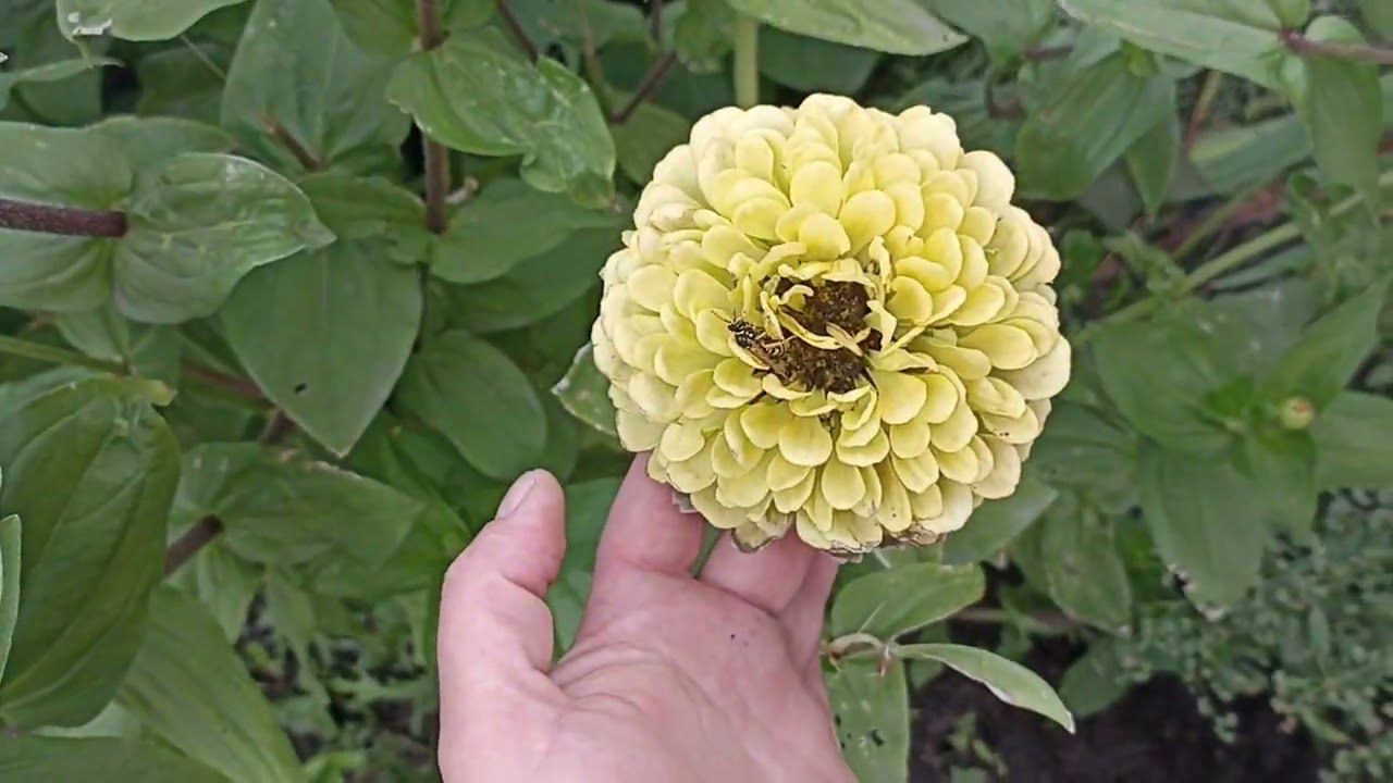 Прекрасные циннии которые выращивает мой любимый папа. смотреть онлайн