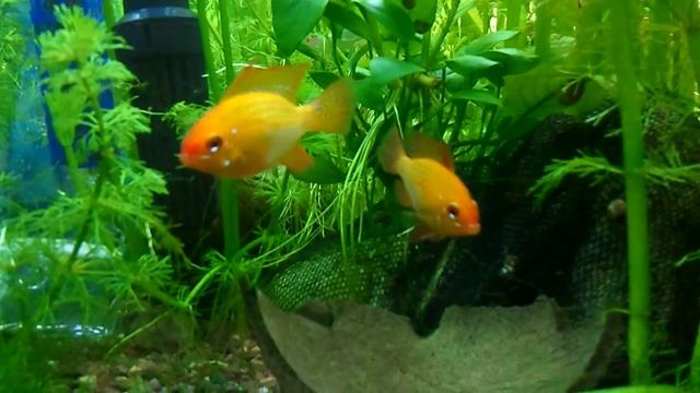 Апистограмма рамирези Gold( Microgeophagus ramirezi Gold ) смотреть онлайн