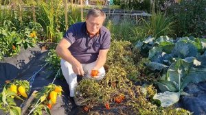 Не путайте томат Монгол карлик и Монгольский карлик