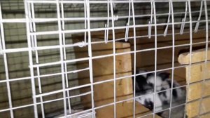 Крольчиха родила крольчат, в каком возрасте запускать крольих