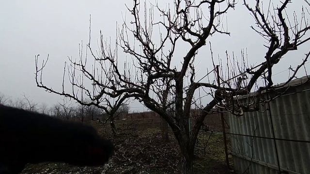 Возвращаем старой груше молодость. смотреть онлайн