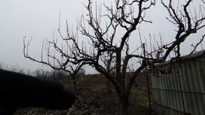 Возвращаем старой груше молодость.