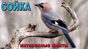 Сойка, интересные факты.