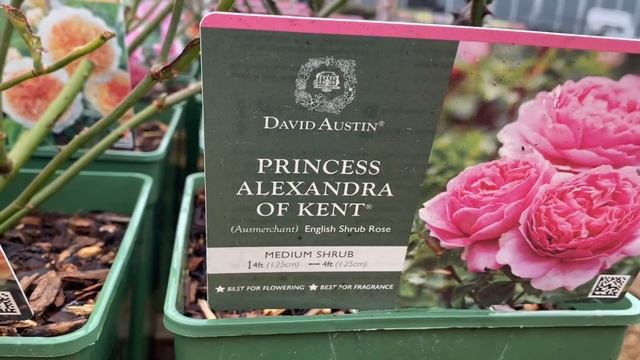 Розы Дэвида Остина в горшках. David Austin Roses London смотреть онлайн