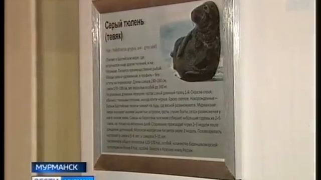 Выполнить предписания прокуратуры в мурманском океанариуме помогут ветеринары смотреть онлайн