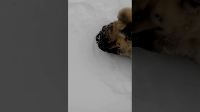 Мопсы любят снег?Нет просто кось летнюю ищет!!! смотреть онлайн