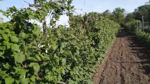 Как устроены шпалеры для ежевики и малины.Всё гениальное просто? смотреть онлайн