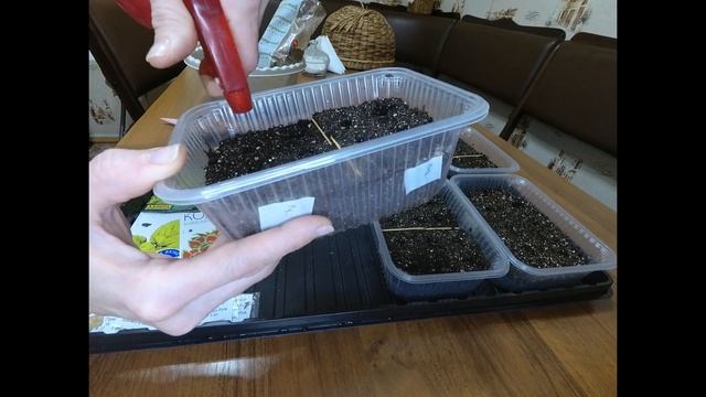 Колеус .Выращивание колеуса из семян .Посев колеуса. Красивые цветы для сада.