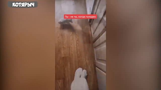 БЕССТЫЖИЕ КОТЫ КОТОРЫЕ ПЕРЕШЛИ ВСЕ ГРАНИЦЫ? СМЕШНЫЕ ЖИВОТНЫЕ??? ЛУЧШИЕ ПРИКОЛЫ смотреть онлайн