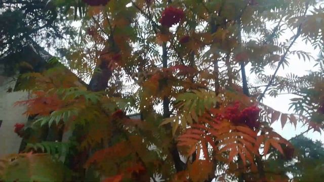 ДАЧА Октябрь | УГОРЕЛИ от печки | Прогулка по сказочной красивой осени | Потеря банк. Карты! смотреть онлайн