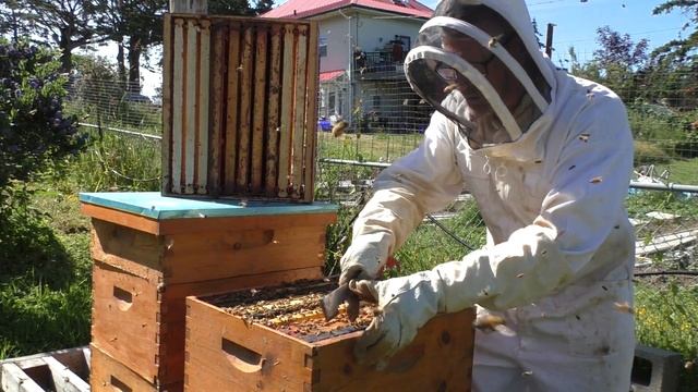 How To Successfully Place A Queen Excluder In Your Bee Hive! смотреть онлайн