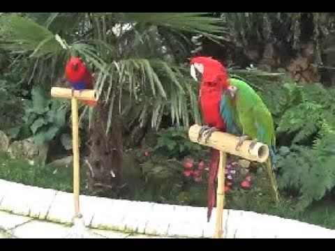 Попугаи в Рамаданово Болгария 2018 смотреть онлайн