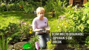 САЖАЕМ ЛИЛИИ ? Особенности летней и осенней посадки / Садовый гид