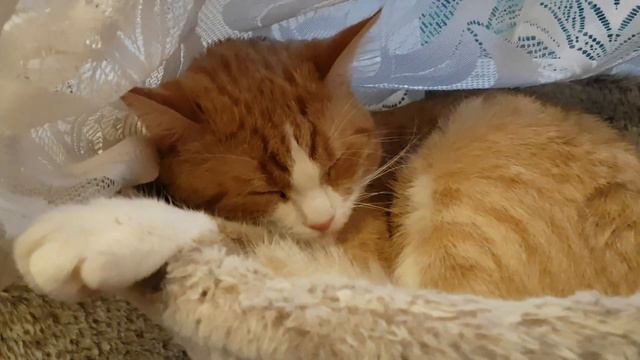 Милые коты | Смешные животные | Забавные котики | Том спит #кошки #коты #кот смотреть онлайн