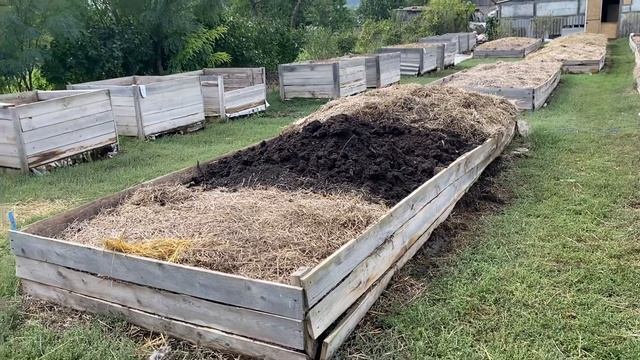 Выборка биогумуса из бурта. Разведение червя на улице. Красный калифорнийский червь. смотреть онлайн