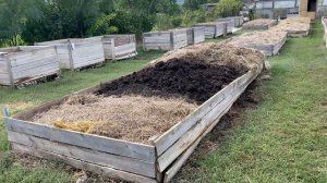 Выборка биогумуса из бурта. Разведение червя на улице. Красный калифорнийский червь.