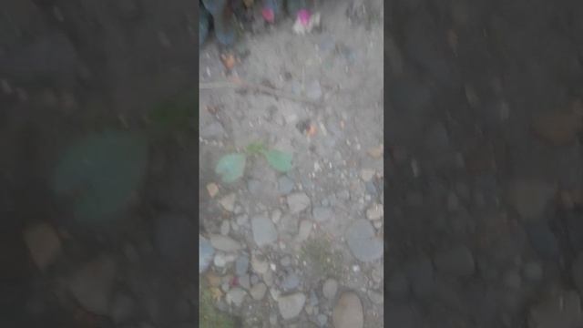 Аюга или живучка. август 2022 смотреть онлайн