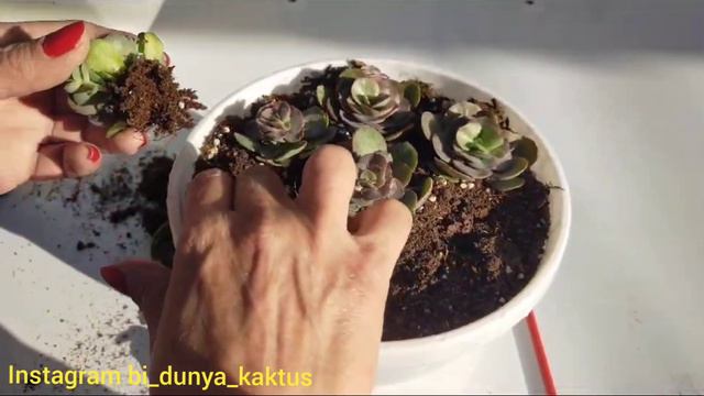 Echeveria Suyon /Sukulent Bakımı смотреть онлайн