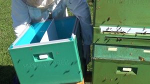 Двухматочное содержание пчёл в десятирамочнике. Часть 1.