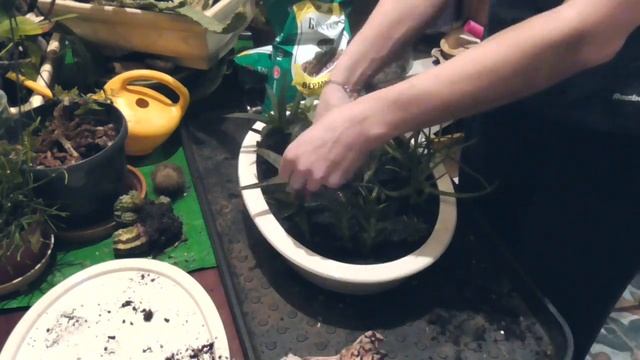 Пересадка кактусов | Сад из суккулентов смотреть онлайн