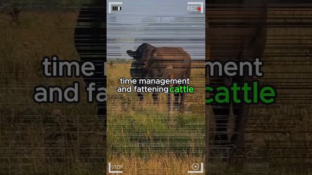 ⭕ Fattening Cattle How Long Does It Take to Fatten Them? ✅ Biggest Bulls And Cow смотреть онлайн