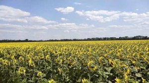 подсолнечник ноутил или прямой посев цветет равномерно красиво