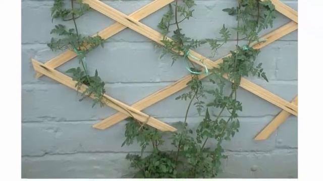 Лиана вислоплодник эккремокарпус Выращивание из семян в домашних условиях Фото сортов смотреть онлайн