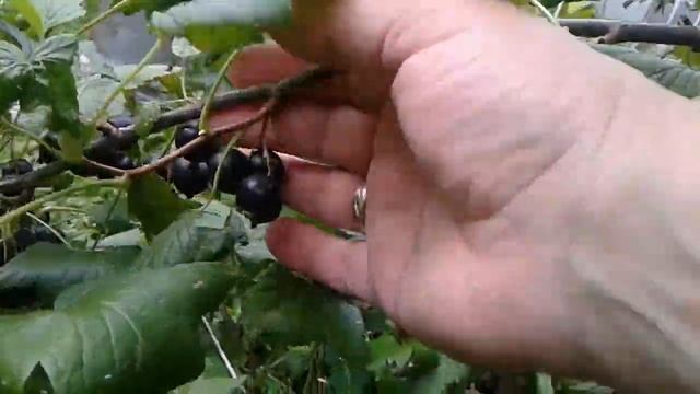 Ведро чёрной смородины с одного куста!!!!! #смородина #ягоды #сборягод #berry #currant смотреть онлайн