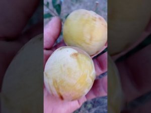 Слива Голден Плумза /Golden Plumza/ полное созревание
