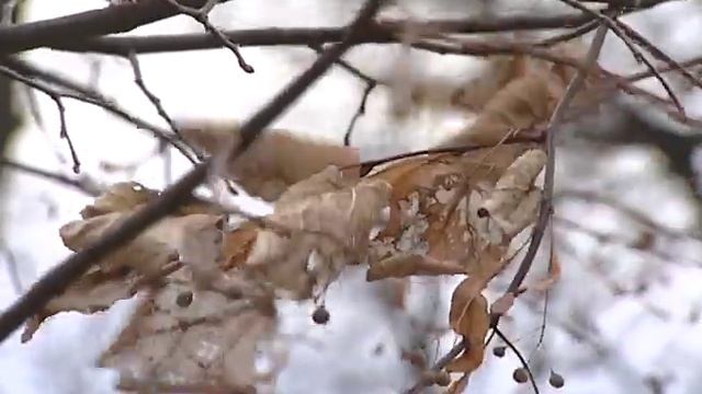 МЧС Ярославской области предупреждает об ухудшении погодных условий смотреть онлайн
