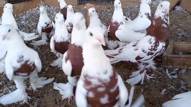 15 августа 2023 г. андижанские голуби узбекские голуби смотреть онлайн