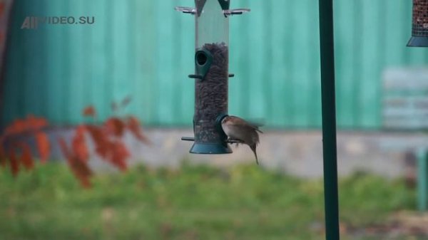 Воробей на кормушке Droll Yankees. Allvideo