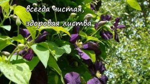 Клематисы. Etoile Violette (Этуаль Виолет)