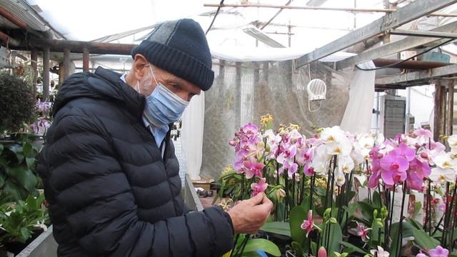 Phalaenopsis Liodoro un'orchidea che non può mancare in una collezione смотреть онлайн