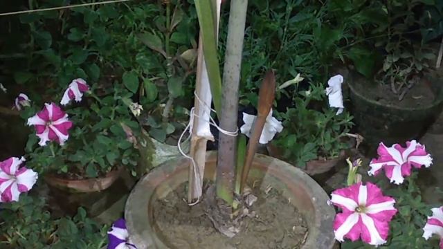 Lotus Sunflower Lily - Rose #rose #roselily #sunflowe  #knowledge #usefultips #trendingvideo