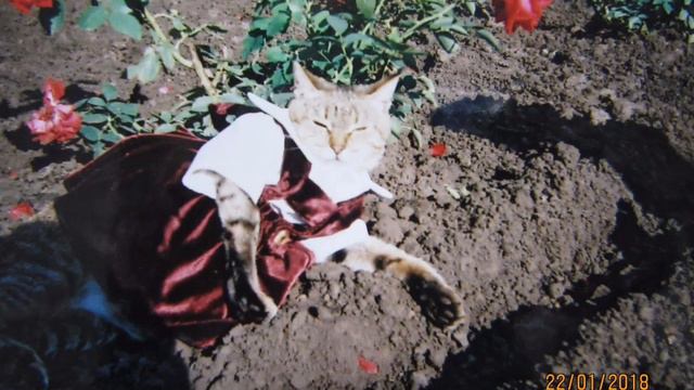 Нюша и Розы смотреть онлайн