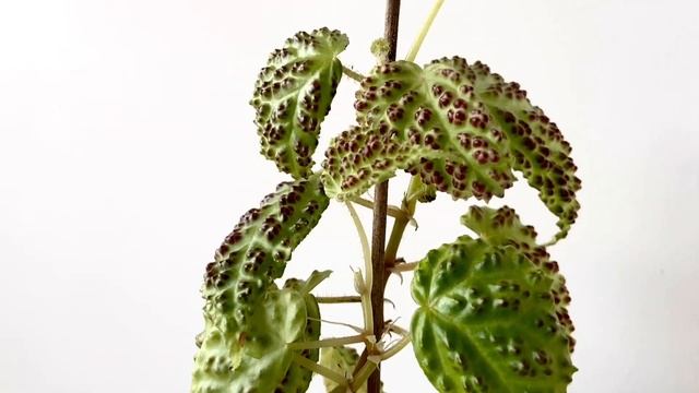 БЕГОНИЯ ДРАКОПЕЛТА [Краткий Видео Обзор] смотреть онлайн