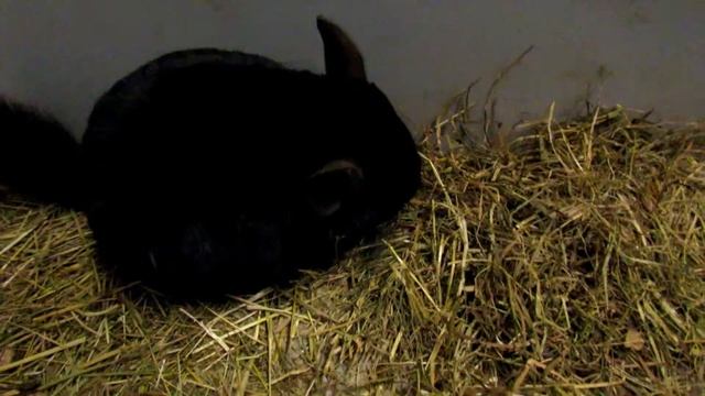 Ebony chinchilla family смотреть онлайн