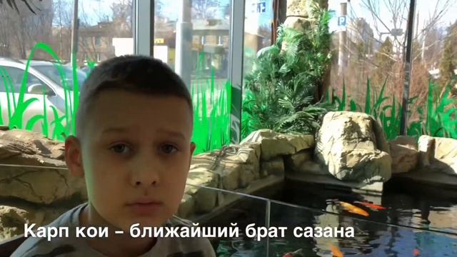 Самые интересные рыбы. Карп и Сазан. смотреть онлайн