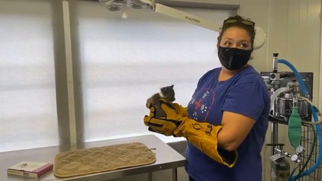 Big Cat Rescue welcomes 4 new rehab bobcats! 05 18 2021 смотреть онлайн