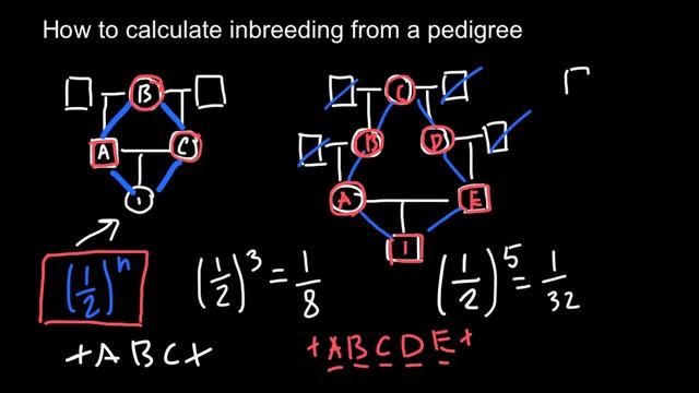 How to calculate inbreeding from a pedigree chart смотреть онлайн