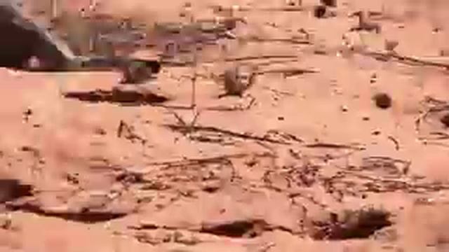 Африканская дикая кошка на охоте смотреть онлайн