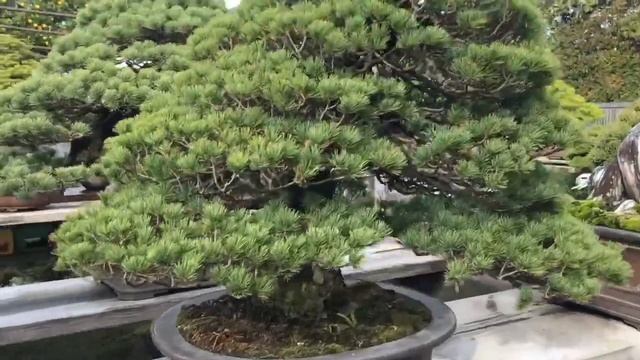 Япония. Бонсай. Кимура сан. смотреть онлайн