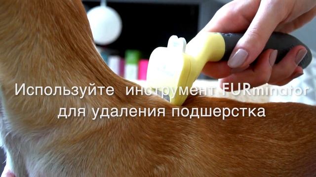 Инструмент FURminator XS для карликовых собак с короткой шерстью смотреть онлайн