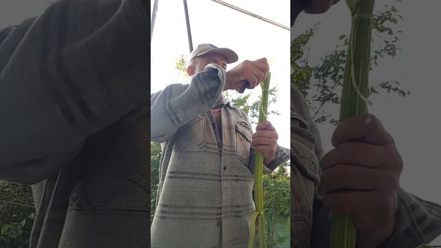 Боршевик один из полезных и вкусных растения в Подмосковье