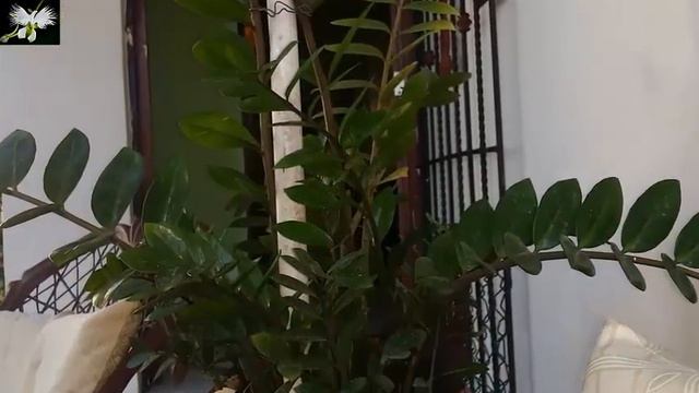 una varita para mi zamioculcas, mí diario de jardín смотреть онлайн