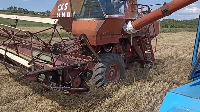 Комбайн Нива СК-5, молотим озимую пшеницу ?? смотреть онлайн