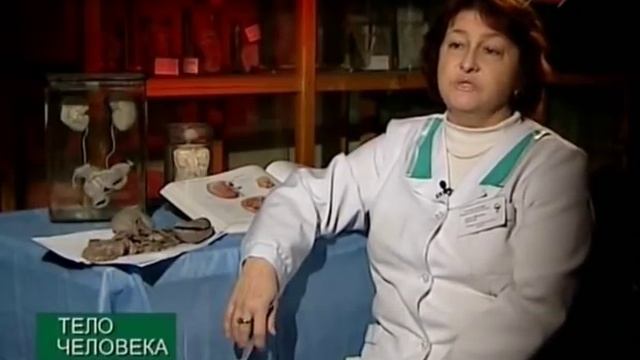 Тело человека. Почки (ren). смотреть онлайн