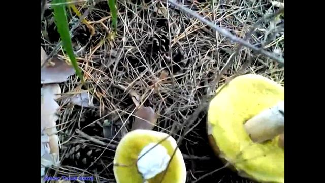 Полубелый гриб | Hemileccinum Impolitum