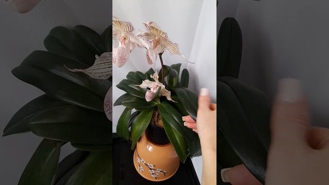 Paphiopedilum woluwense (niveum x rothsildianum) смотреть онлайн